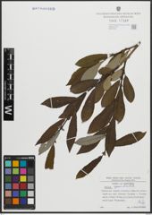 Foto von Salix appendiculata Vill.